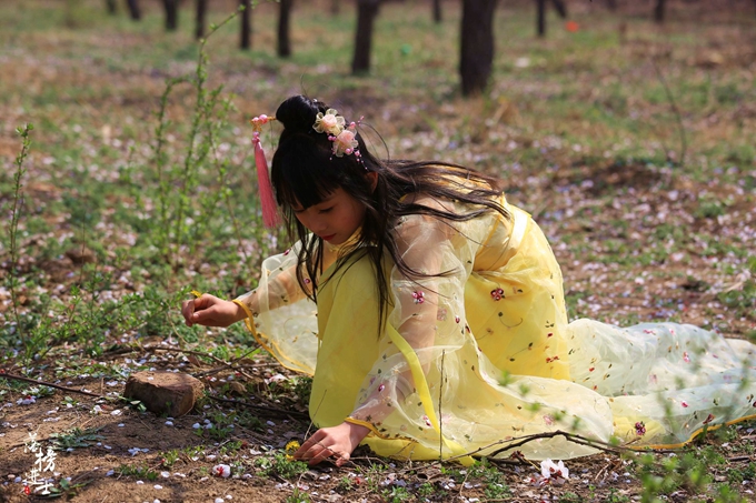 五彩小花童，在杏花从中上演三生三世！