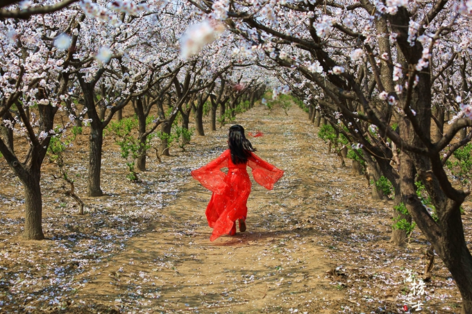 五彩小花童，在杏花从中上演三生三世！