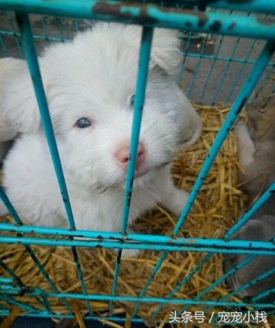 探访乡镇狗市，不是没有品相好的本土狗狗，而是没找对地方，大赞