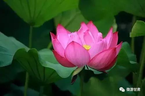 甘肃陇南成县最好玩的地方,陇南大美成州全景图