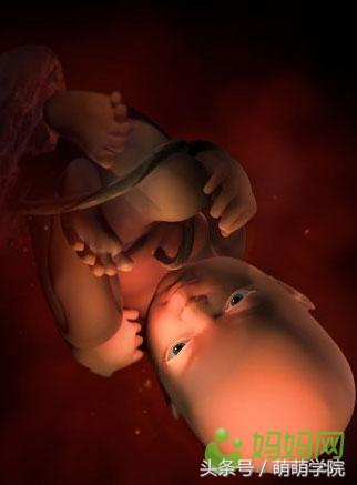 孕期1到40周胎儿发育全过程,胎儿发育40周全过程动态画