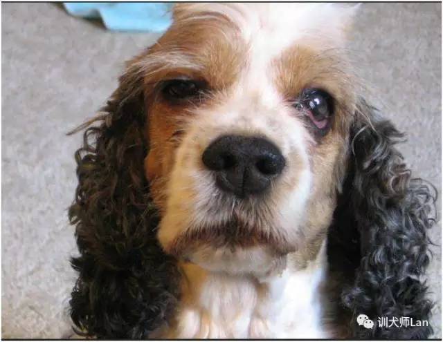 狗狗眼角处出现膜，或者有红色的突起，正常吗？