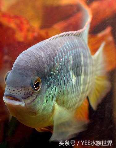 玉面皇冠单养一只好吗,玉面皇冠养起来好看吗