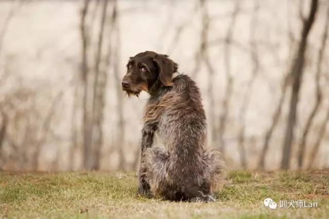 狗狗去世了还有机会回到我身边吗,如果狗狗去世了主人大哭