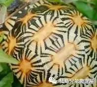 辐射陆龟多少一只,辐射陆龟隆背问题