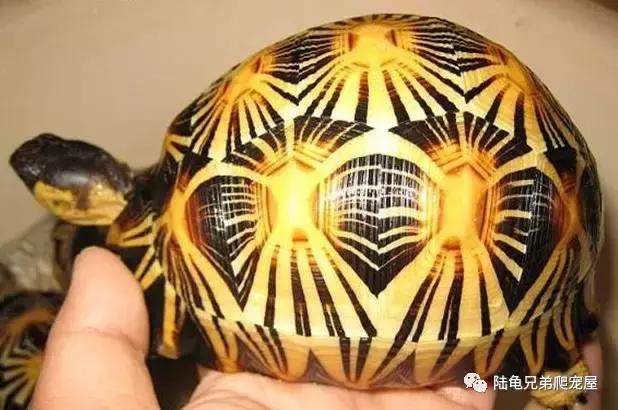 辐射陆龟多少一只,辐射陆龟隆背问题