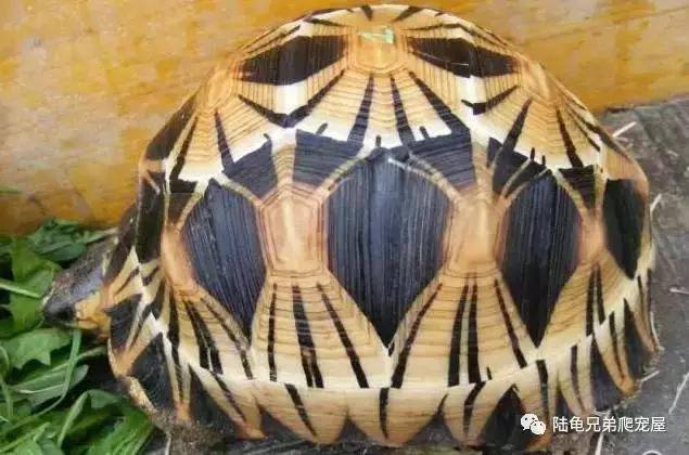 辐射陆龟多少一只,辐射陆龟隆背问题