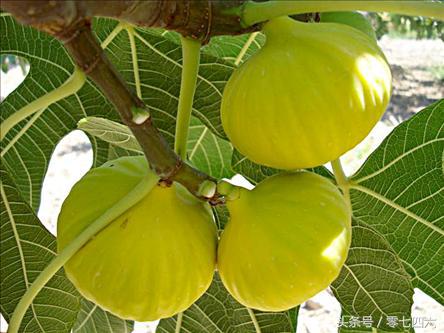 永州现真人开心农场-你还让人偷菜吗?