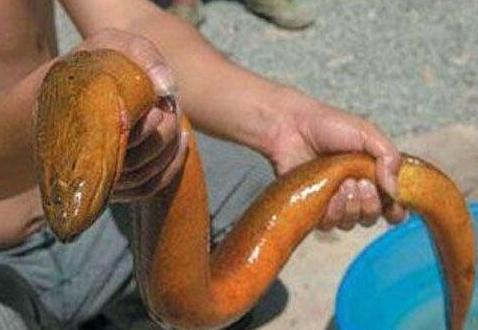 被女主播炒热的黄鳝，有种女人很需要？坐月子喝黄鳝汤补气、养血