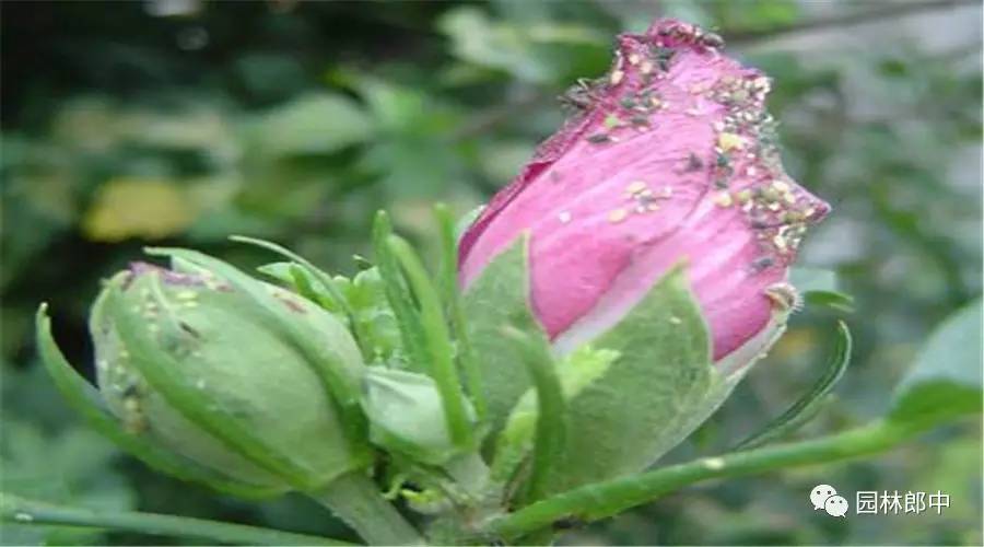 辣椒蚜虫如何防治,萝卜蚜虫防治方法