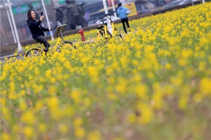光阴正好花期已至，泰达有花海，何须羡婺源？