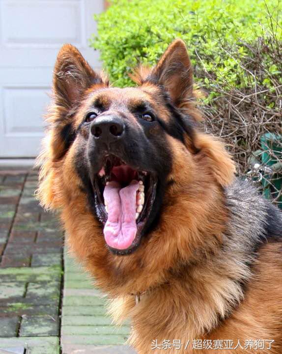 怎么训练德牧凶猛,如何把德牧训的特别猛