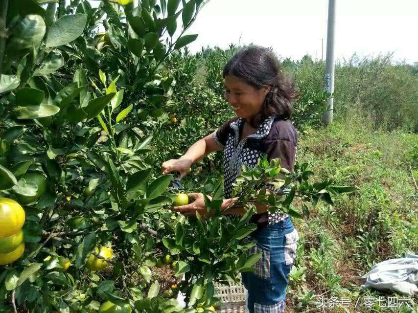 都市丽人回村日记,女白领回乡创业日记