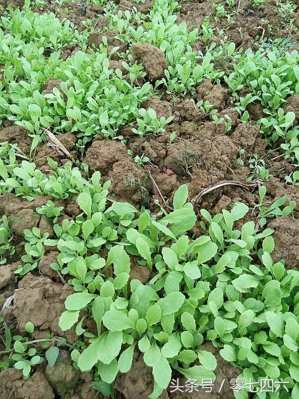 都市丽人回村日记,女白领回乡创业日记