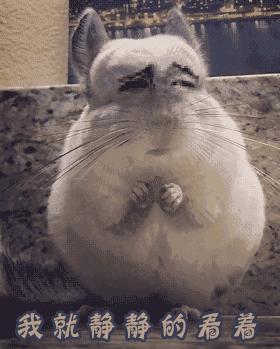 荷兰猪外出郊游，操心的事太多，其实只要做到这几点就可以了