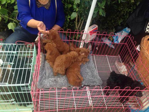 泰迪狗丢了找回来,泰迪狗丢了怎么找回来