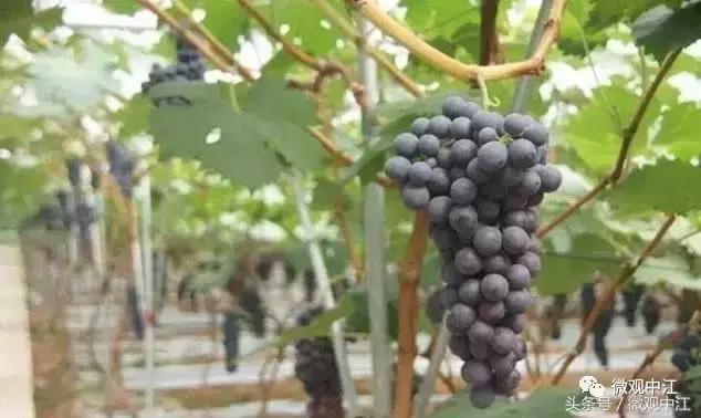 四川德阳最美景区,德阳中江最好的镇