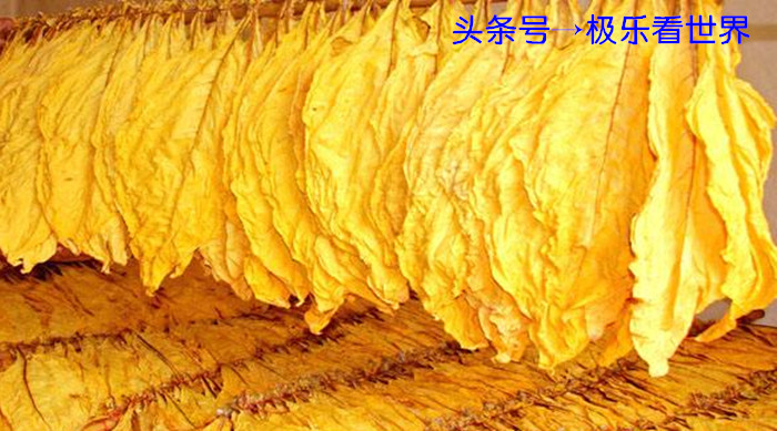 湖南哪里烤烟最多,湖南最大的烤烟基地