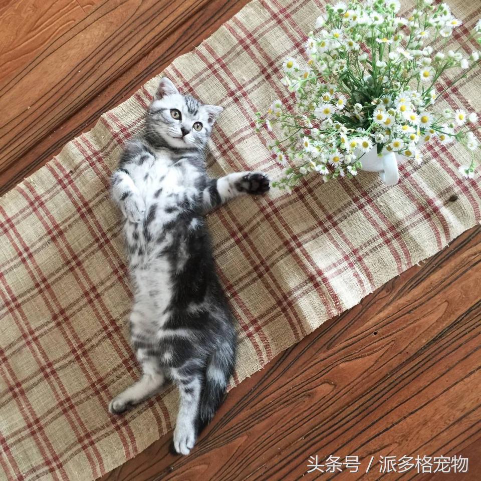 宠物肚皮上小秘密还挺多,当然手感也是一级棒!