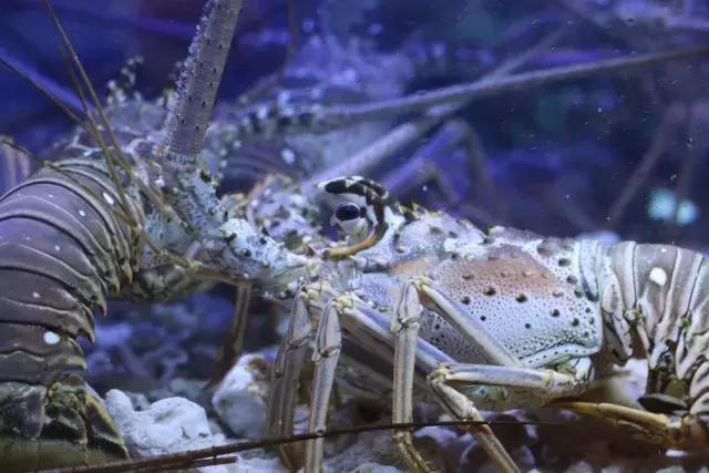 逆天啦,海鼎荟厦门生蚝