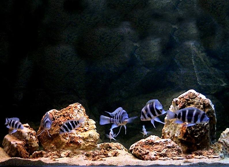 硝化细菌粉的正确使用方法,药丸的硝化细菌怎么使用