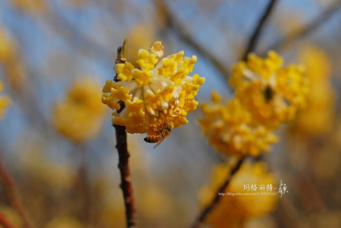 植物美图欣赏,仙气十足的植物图片