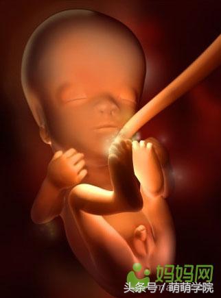 孕期1到40周胎儿发育全过程,胎儿发育40周全过程动态画