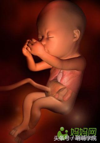 孕期1到40周胎儿发育全过程,胎儿发育40周全过程动态画