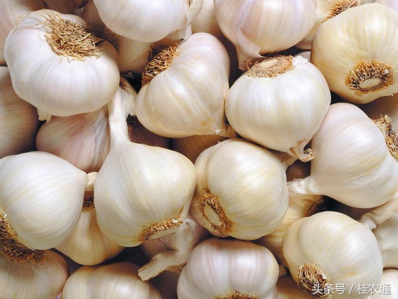 大蒜广西玉林,广西玉林无苔蒜