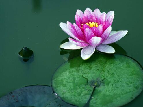 你真的了解佛牌吗,泰国佛牌禁忌10种传说