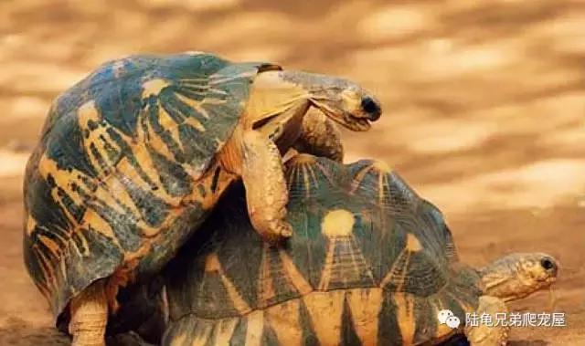 辐射陆龟多少一只,辐射陆龟隆背问题