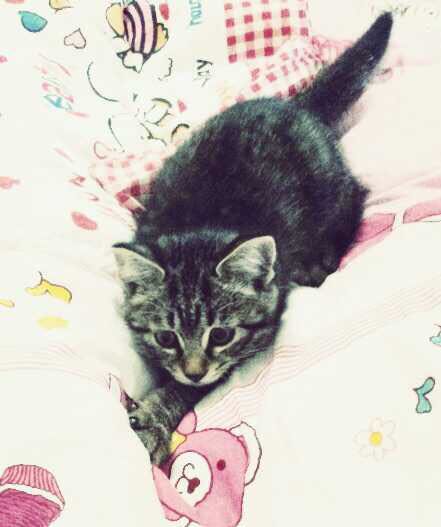 养猫的铲屎日记,养猫日记冻干猫粮