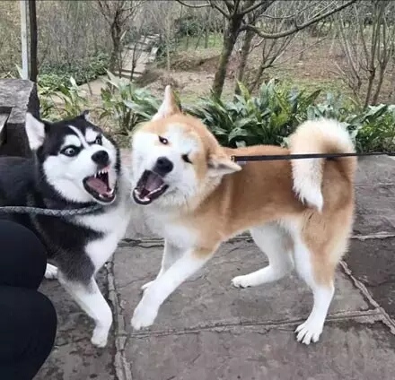 哈士奇表情包和柴犬表情包,哈士奇表情包对抗地精