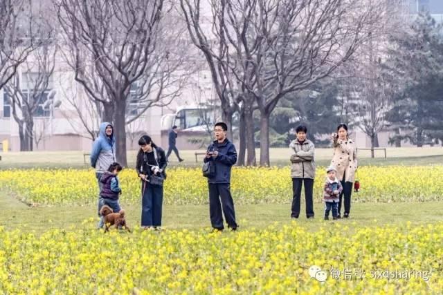 光阴正好花期已至，泰达有花海，何须羡婺源？