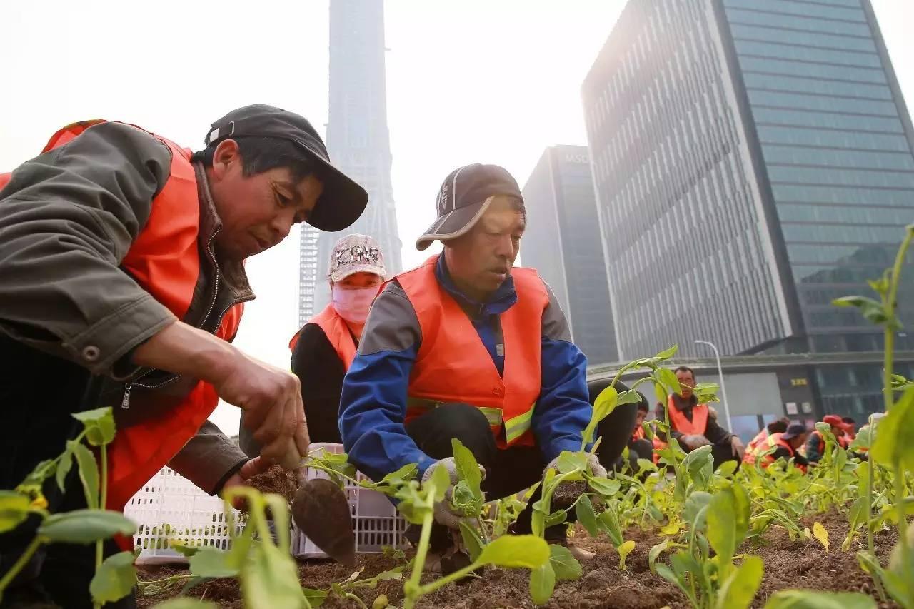 光阴正好花期已至，泰达有花海，何须羡婺源？