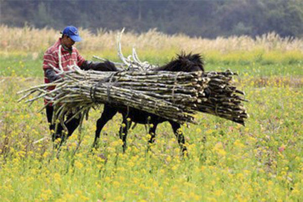 女性吃甘蔗的危害,儿童吃甘蔗的危害