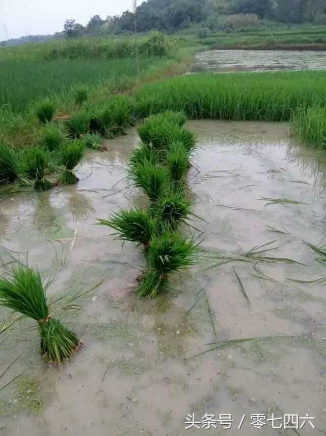 都市丽人回村日记,女白领回乡创业日记