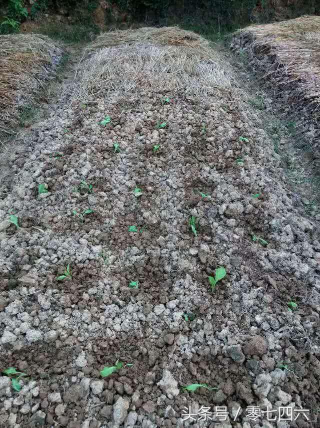 都市丽人回村日记,女白领回乡创业日记