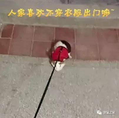 荷兰猪外出郊游，操心的事太多，其实只要做到这几点就可以了
