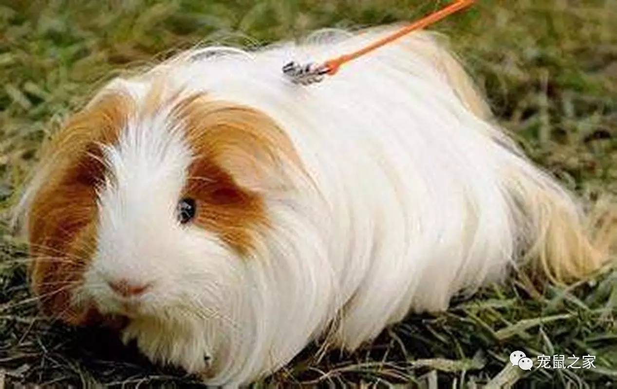 荷兰猪外出郊游，操心的事太多，其实只要做到这几点就可以了