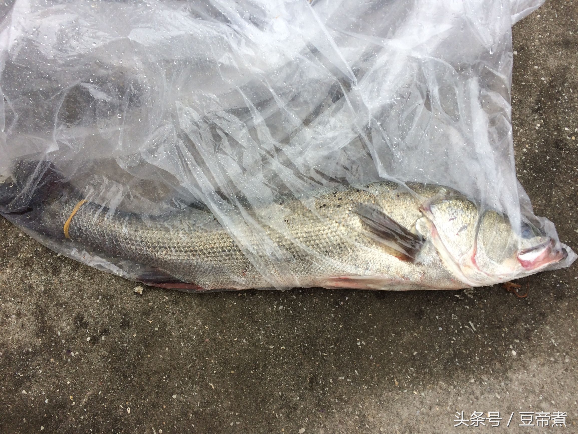 什么鱼肠爽脆又好吃,鱼肠怎么样做更好吃