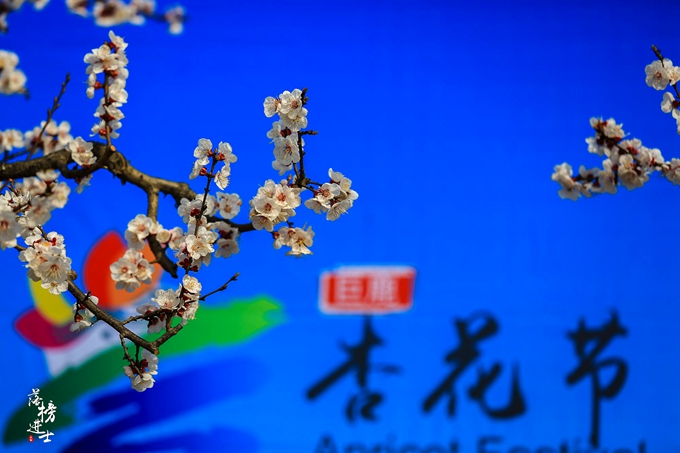 五彩小花童，在杏花从中上演三生三世！