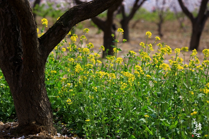 五彩小花童，在杏花从中上演三生三世！