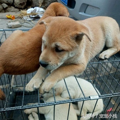 探访乡镇狗市，不是没有品相好的本土狗狗，而是没找对地方，大赞