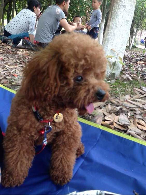 泰迪狗丢了找回来,泰迪狗丢了怎么找回来