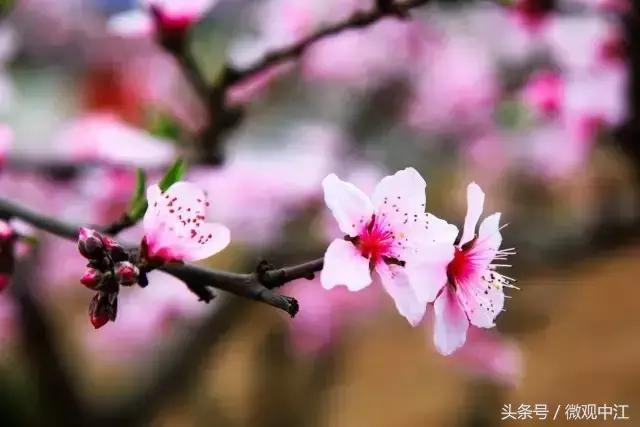 四川德阳最美景区,德阳中江最好的镇