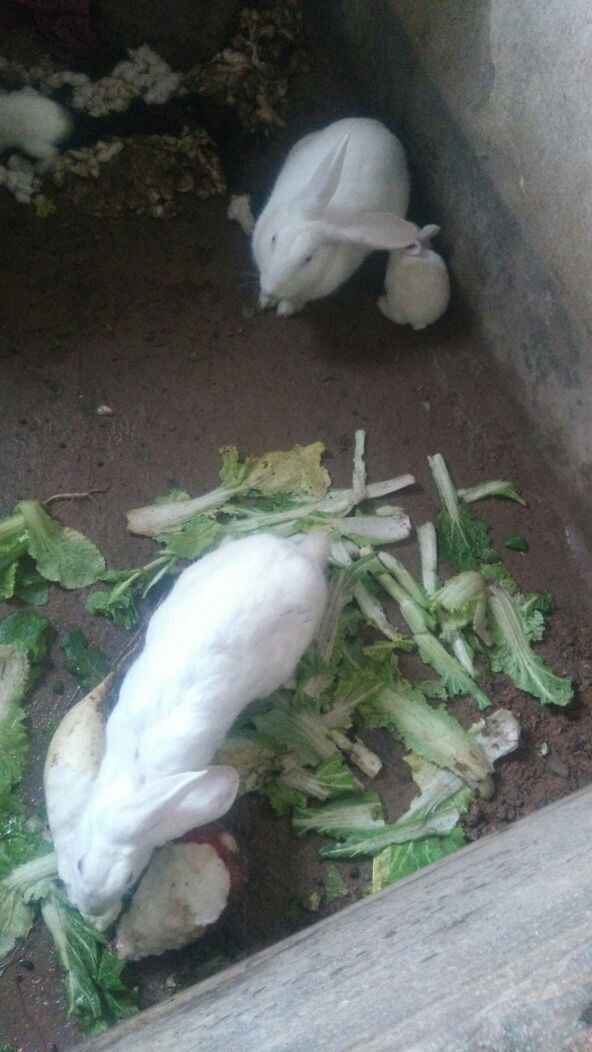 兔子的生活习惯,兔子的生活习惯和本领