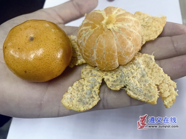 外表个个光鲜剥开却有霉斑，专家：桔子感染了“绿霉病”
