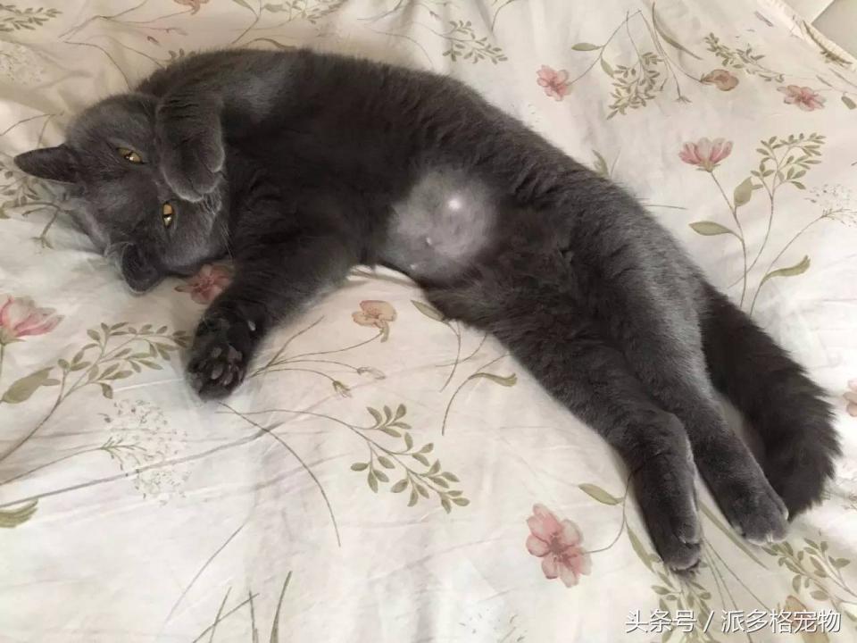 宠物肚皮上小秘密还挺多,当然手感也是一级棒!