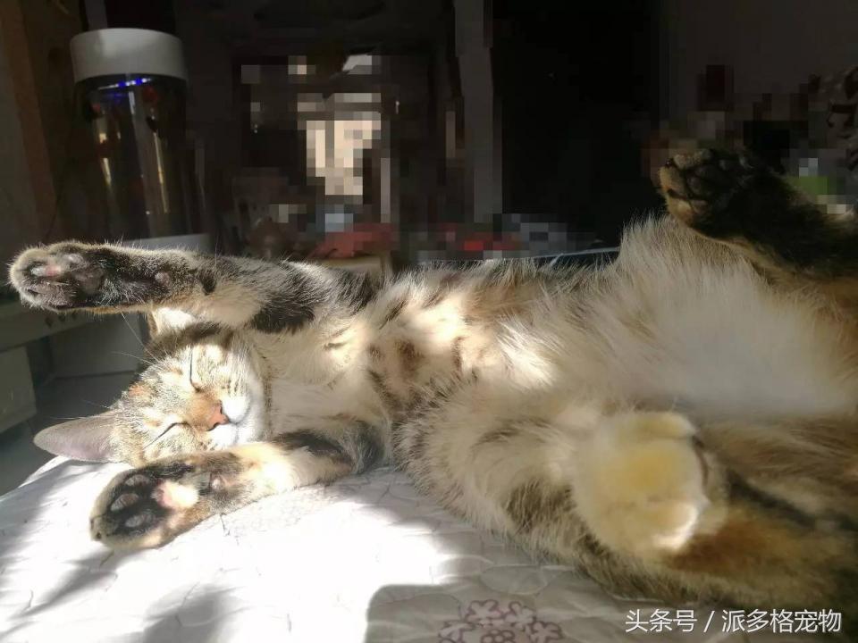 宠物肚皮上小秘密还挺多,当然手感也是一级棒!